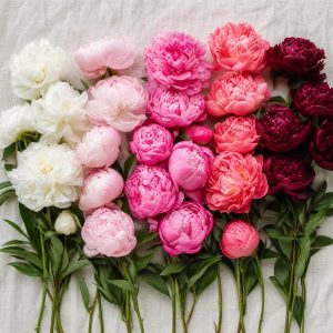Пионы — палитра цветов: белые, розовые, коралловые, красные и бордовые